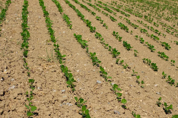 Field Seedlings Soybeans Glycine Max — Stock Photo, Image