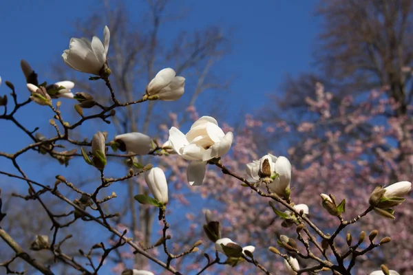 Gros Plan Fleurs Blanches Magnolia Devant Cerisier Rose Magnolia Grandiflora — Photo