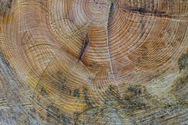 나무의 자연적 나무줄기의 — 스톡 사진