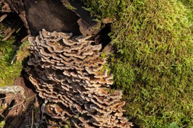 Bir ağaç gövdesinde kelebek geleneği ve yosun, Trametes versicolor, Coriolus versicolor, Polyporus versicolor veya Schmetterlingstramet olarak da bilinir.