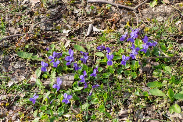 Kuru Dallarla Yaprakların Arasında Yetişen Vahşi Menekşeler Viola Reichenbachiana — Stok fotoğraf