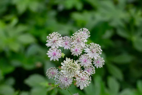 Kwiaty Dziurawca Zwyczajnego Astrantia Major Lub Grosse Sterndolde — Zdjęcie stockowe