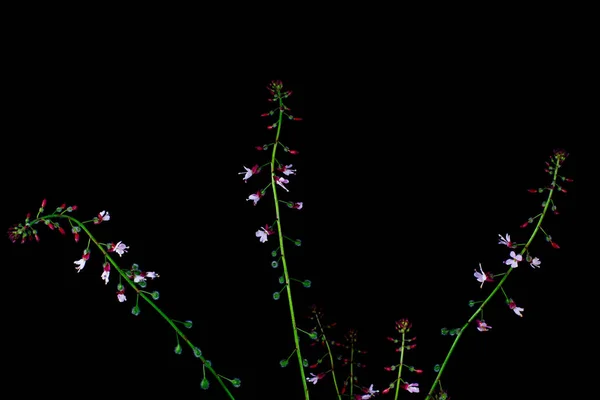 黒の背景 Circaea LutetianaまたはGrosses Hexenkrautに隔離された日陰を入力します — ストック写真