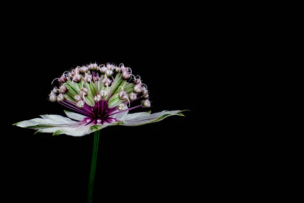 Blüten Einer Großen Meisterwurz Isoliert Auf Schwarzem Hintergrund Astrantia Major — Stockfoto