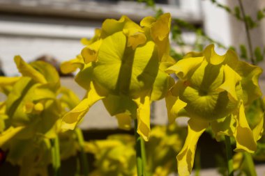 Sarı bir sürahi bitkisinin çiçeklerini kapat, Sarracenia flava ya da Gelbe Schlauchplanze