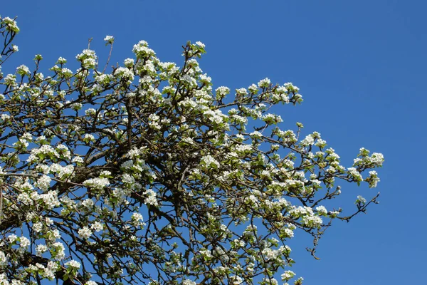 Branches Pommier Fleurs Avec Fond Bleu Ciel — Photo