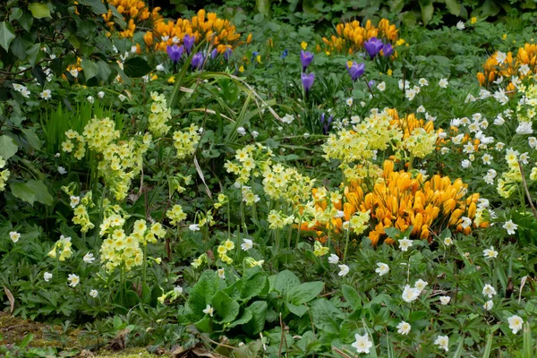 Kleurrijke Bloembed Met Witte Houten Anemonen Gele Paarse Saffraan Crocus — Stockfoto