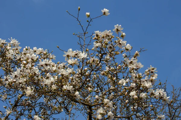 Low Angle View White Flowers Magnolia Tree Front Clear Blue — Stock Photo, Image