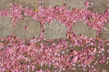 Pembe kiraz yaprakları kaldırım taşlarının arasına düşmüş ve arka plan için asfalt bir yola düşmüş.