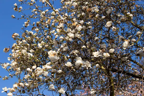 澄んだ青い空の前のマグノリアの木の白い花の低角度ビュー マグノリアの壮大な植物 — ストック写真