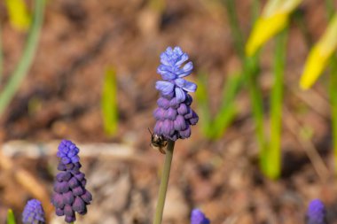 Üzümlü sümbül çiçeğinin yanındaki bal arısına yaklaş, muscari ermeniacum.