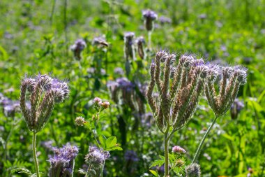 Mavi Tansy ayrıca Phacelia tanacetifolia veya Rainfarn phazelie olarak da bilinir.