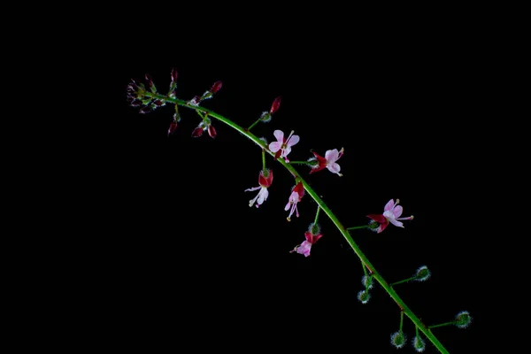 Enchanters Nightshade Isolado Fundo Preto Circaea Lutetiana Grosses Hexenkraut — Fotografia de Stock