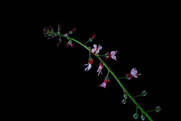 Enchanters nightshade isolated on black background, Circaea lutetiana or Grosses Hexenkraut