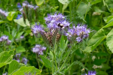 Mavi Tansy ayrıca Phacelia tanacetifolia veya Rainfarn phazelie olarak da bilinir.