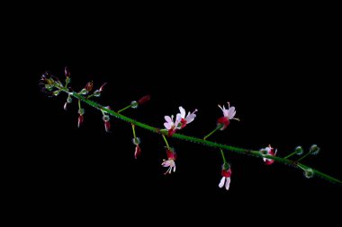 Büyücüler kara arka planda yalıtılmış itüzümü, Circaea lutetiana ya da Grosses Hexenkraut