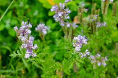 Mavi Tansy ayrıca Phacelia tanacetifolia veya Rainfarn phazelie olarak da bilinir.