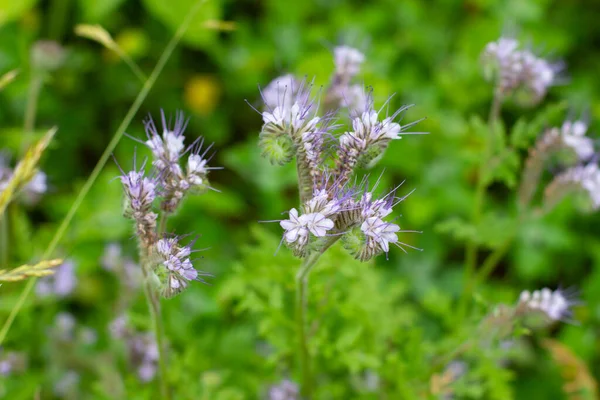 Blue Tansy Ονομάζεται Επίσης Phacelia Tanacetifolia Phazelie Βροχόπτωση — Φωτογραφία Αρχείου