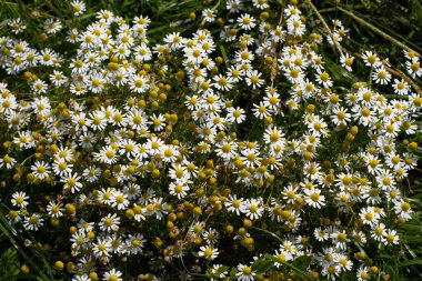 Papatya çiçekleri, aynı zamanda Matricaria chamomilla veya kamille olarak da bilinir.