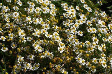 Papatya çiçekleri, aynı zamanda Matricaria chamomilla veya kamille olarak da bilinir.