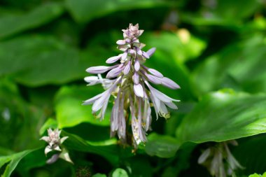 Aynı zamanda giboshi, hosta sieboldiana ya da Blaublatt funkie olarak da bilinir.