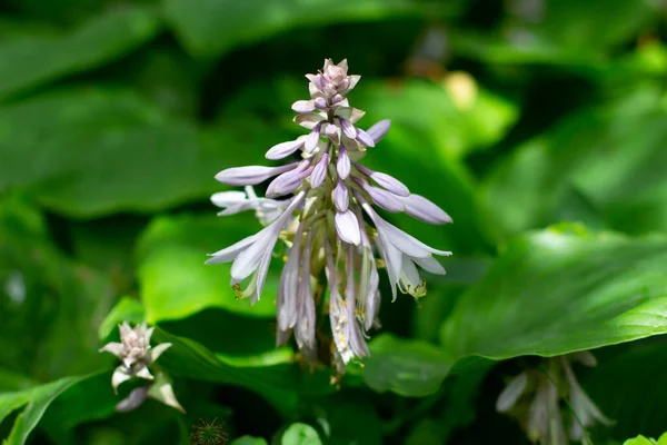 Kwiaty Lilii Plantacyjnej Zwanej Również Giboshi Hosta Sieboldiana Lub Blaublatt — Zdjęcie stockowe