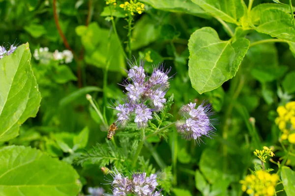 Blue Tansy Ονομάζεται Επίσης Phacelia Tanacetifolia Phazelie Βροχόπτωση — Φωτογραφία Αρχείου