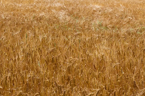 Brown Wheat Field Ready Harvest Natural Background — Stock Photo, Image