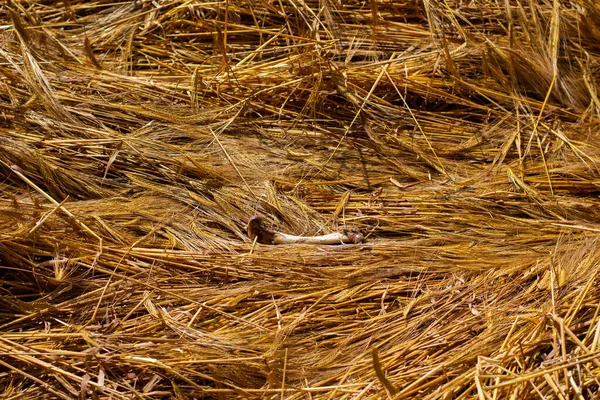 Animal bone laying in a wheat field