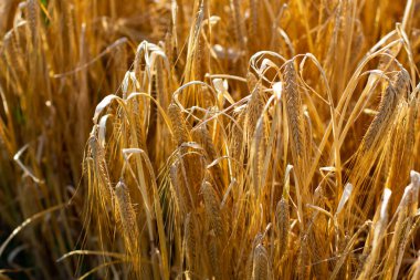 Kahverengi buğdayı hasat için hazırlayın.