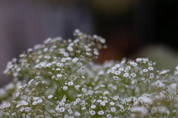 Bebês Respiração Também Chamado Gypsophila Paniculataor Schleierkraut — Fotografia de Stock