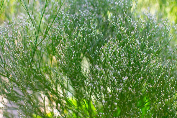 Aliento Los Bebés También Llamado Gypsophila Paniculata Schleierkraut — Foto de Stock