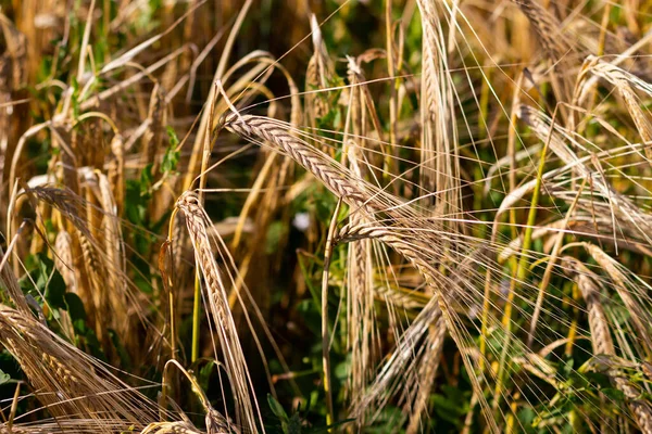 Zavřít Hnědou Pšenici Připravenou Sklizni — Stock fotografie
