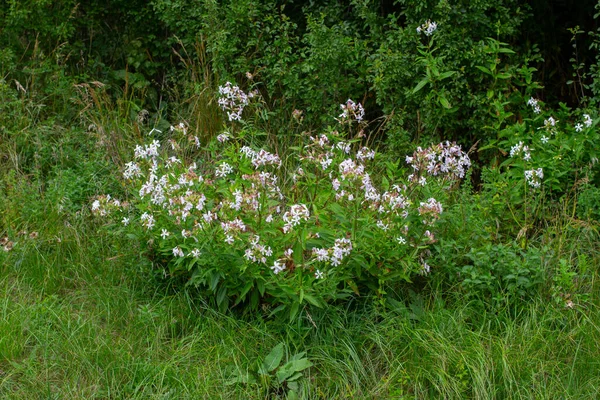 Zbliżenie Saponaria Officinalis Zwany Również Mydlnica Pospolita Wodorosty Mydlane Lub — Zdjęcie stockowe