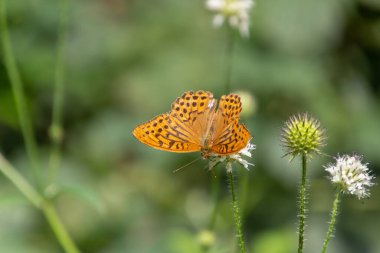Gümüş renginde fırfırlı kelebek (Argynnis paphia), Dipsacus Pilosus veya Davranışsal Karde olarak da adlandırılan küçük bir çay teaselinin üzerinde oturur.