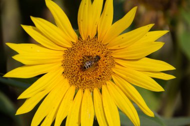 Bir ayçiçeğinin içinde nektar toplayan arıya yaklaş.