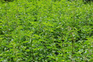 Isırgan otu tarlası, Urtica dioica veya Brennnessel olarak da bilinir.