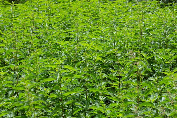 Isırgan otu tarlası, Urtica dioica veya Brennnessel olarak da bilinir.