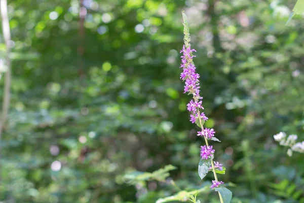 Λουλούδια Από Ένα Μωβ Loosestrife Bokeh Και Αντίγραφο Χώρου Που — Φωτογραφία Αρχείου