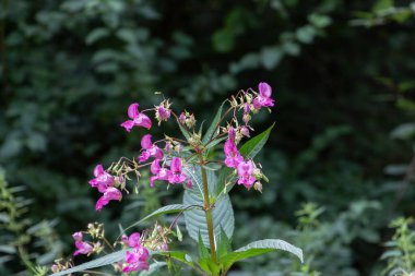Himalaya Balsam 'a yakın, Impatiens glandulifera ya da springkraut olarak da bilinir.