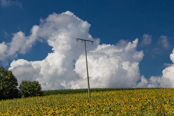 Campo Girassol Com Nuvens Céu — Fotografia de Stock