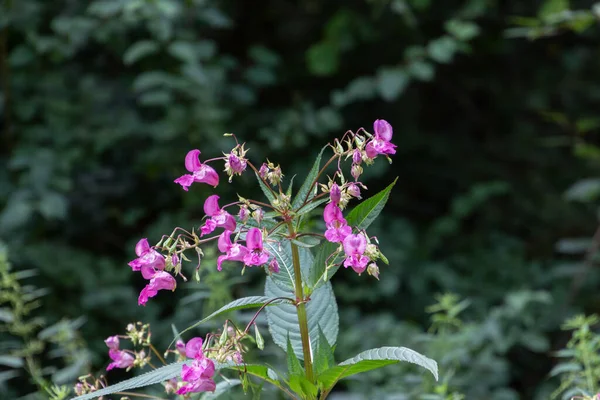 Himalaya Balsam 'a yakın, Impatiens glandulifera ya da springkraut olarak da bilinir.