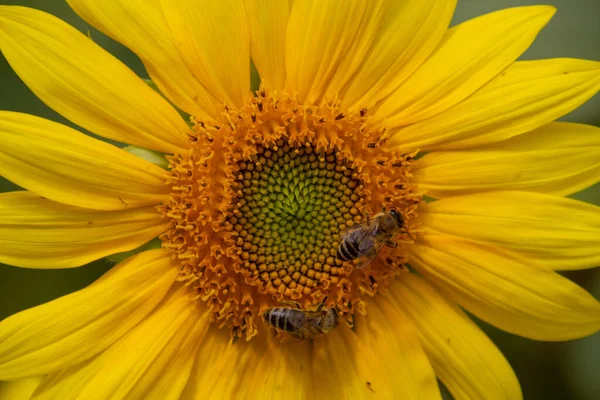Nær Biene Som Samler Nektar Solsikke – stockfoto