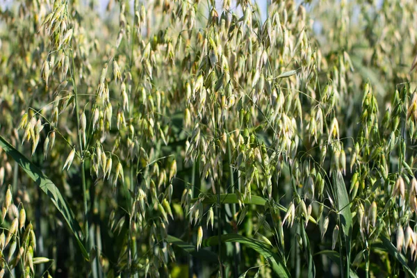 Zbliżenie Roślin Owsa Zwanych Również Avena Sativa Lub Hafer — Zdjęcie stockowe