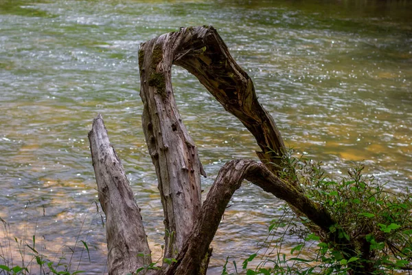 Tronco Árvore Velho Enrolado Uma Margem Rio — Fotografia de Stock