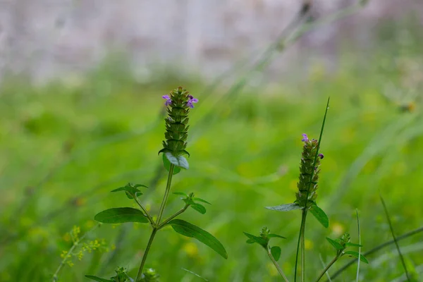 Last flowers of a Sage, also called Salvia officinalis or echte Salbei