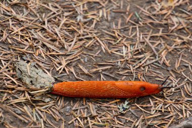 Parlak turuncu kırmızı sümüklü böcek, Arion Rufus veya Rote Wegschnecke olarak da bilinir.