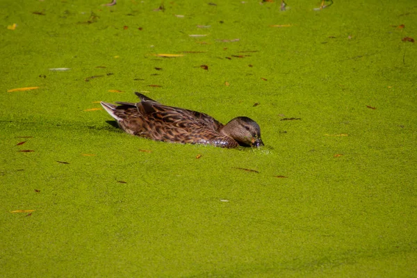 Pato Mallard Fêmea Uma Lagoa Comendo Ervas Daninhas — Fotografia de Stock