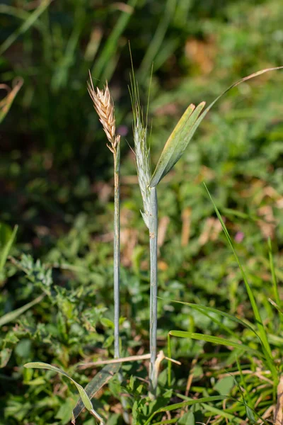 One Green One Golden Brown Stalk Wheat Each Other — Stock Photo, Image