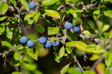 Prunus spinosa veya Schlehdorn olarak da adlandırılan böğürtlen ve böğürtlen.